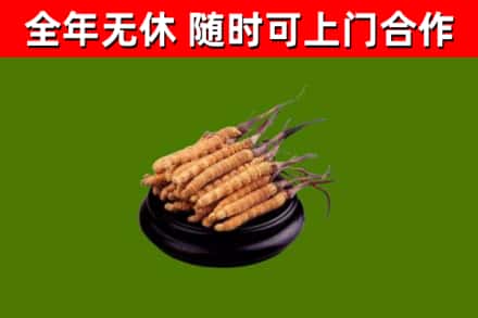 商洛市烟酒回收冬虫夏草.jpg
